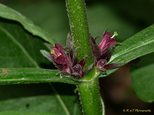 {Triosteum aurantiacum}